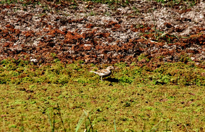 SPANISH SPARROW ( Female ) . Nr ARROYA DE LA LUZ . SPAIN . 3 . 5 . 2017
