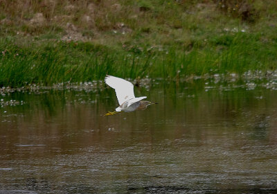 SQUACCO HERON , ARROWCAMPO RESERVOIR , SPAIN , 4 , 5 , 2017
