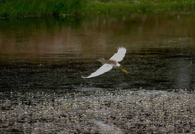 SQUACCO HERON . ARROWCAMPO RESERVOIR . SPAIN . 4 . 5 . 2017