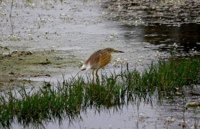 SQUACCO HERON . ARROWCAMPO RESERVOIR . SPAIN . 4 . 5 . 2017