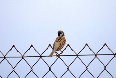 TREE SPARROW , Nr MADRID , SPAIN , 4 , 5 , 2017