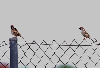 TREE SPARROW . Nr MADRID . SPAIN . 4 . 5 . 2017