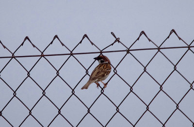 TREE SPARROW . Nr MADRID . SPAIN . 4 . 5 . 2017