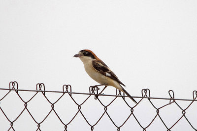 WOODCHAT SHRIKE , Nr MADRID , SPAIN , 4 , 5 , 2017