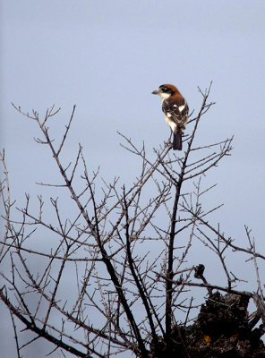 WOODCHAT SHRIKE . Nr MADRID . SPAIN . 4 . 5 . 2017