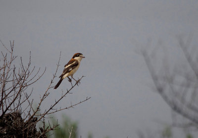 WOODCHAT SHRIKE . Nr MADRID . SPAIN . 4 . 5 . 2017