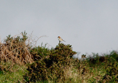 WOODCHAT SHRIKE . CUCKOO BALL . DARTMOOR . DEVON . 19 . 5 . 2017