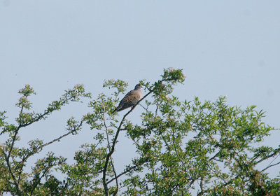 TURTLE DOVE . MARTIN DOWN . DORSET . 24 / 5 / 2017