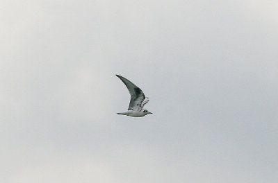 WHITE-WINGED BLACK TERN ( Juvenile ) . STAINES RESERVOIR . SURREY . 24 . 5 . 2017