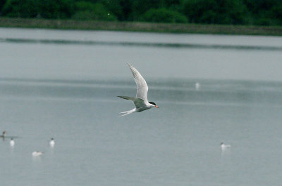 COMMON TERN . STAINES RESERVOIR . SURREY . 24 . 5 . 2017