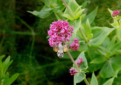 HUMMINGBIRD HAWKMOTH ( Magroglossum stellatarum ) . PORTLAND BILL OBS . DORSET . 16 . 5 . 2017.JPG