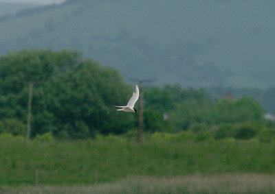 GULL-BILLED TERN . STEART WWT . SOMERSET . 30 . 5 . 2017