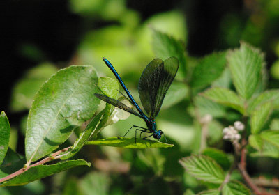 BEAUTIFUL DEMOISEL ( Calopteryx virgo ) ( Male ) . BYSTOCK POOLS . DEVON . 7 . 6 . 2017