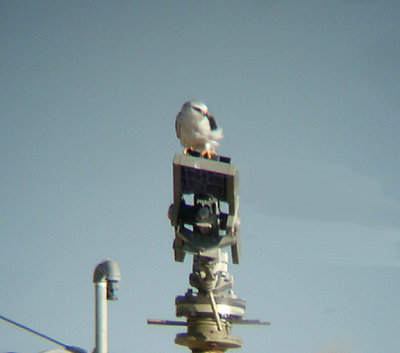 BLACK-WINGED KITE . BARROCA DE ALVA MARSH . PORTUGAL . 27 / 8 / 2009