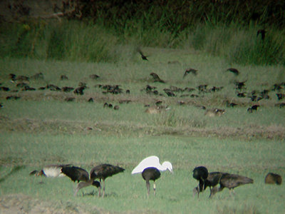  GLOSSY IBIS . BARROCA DE ALVA MARSH . PORTUGAL . 27 / 8 / 2009