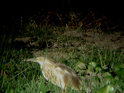 SQUACCO HERON . BARROCA DE ALVA MARSH . PORTUGAL .27 / 8 / 2009