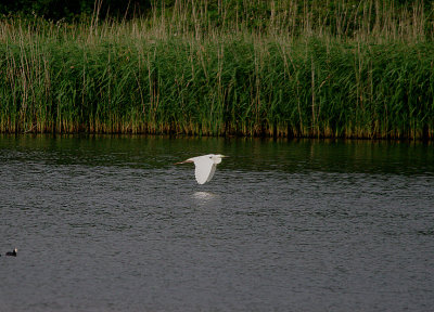 GREAT WHITE EGRET . BOWLING GREEN MARSH . TOPSHAM . DEVON . ENGLAND . 20 / 6 / 2017