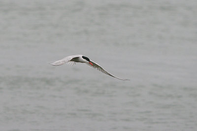 COMMON TERN . SANDBANKS . DORSET . 22 / 6 / 2017