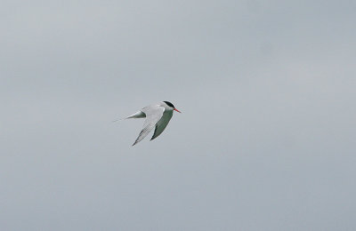 COMMON TERN . SANDBANKS . DORSET . 22 / 6 / 2017