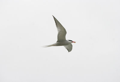 COMMON TERN , SANDBANKS , DORSET , 22 / 6 / 2017