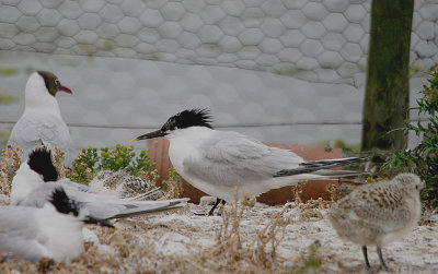 SANDWICH TERN . BROWNSEA ISLAND . DORSET . 22 / 6 / 2017