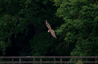 MARSH HARRIER ( Female ) . BOWLING GREEN MARSH . TOPSHAM . DEVON . 24 / 6 / 2017 