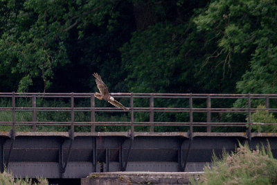 MARSH HARRIER ( Female ) . BOWLING GREEN MARSH . TOPSHAM . DEVON . 24 / 6 / 2017