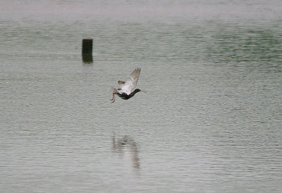 SPOTTED REDSHANK . GOOSEMOOR . TOPSHAM . DEVON . ENGLAND . 27 . 6 . 2017