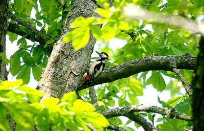 GREAT SPOTTED WOODPECKER ( Dendrocopus major ) . BOWLING GREEN MARSH . TOPSHAM . DEVON . 21 / 6 / 2017
