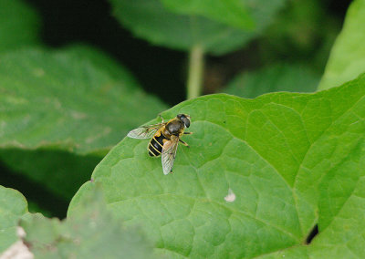 ERISTALIS HORTICOLA . THE EXMINSTER MARSHES . DEVON . 26. 6 . 2017