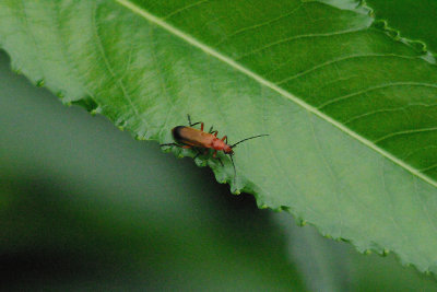 COMMON SOLDIER BEETLE . GOOSEMOOR . TOPSHAM . DEVON . 27 . 6 . 2017