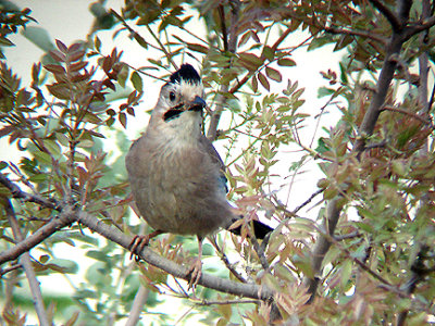  EURASIAN JAY . OVACIK . TURKEY . 19 / 4 / 2008