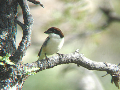 WOODCHAT SHRIKE . OVACIK . TURKEY . 19 / 4 / 2008