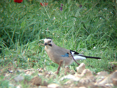 EUROPEAN JAY . OVACIK . TURKEY . 19 / 4 / 2008