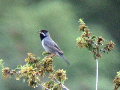 RUPPELLS WARBLER . OVACIK . TURKEY . 20 / 4 / 2008