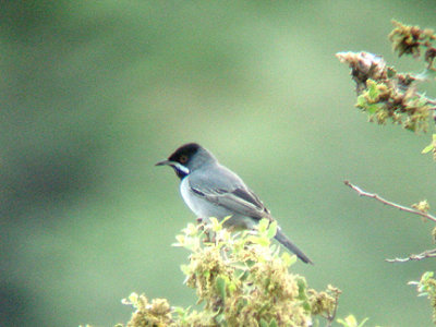 RUPPELLS WARBLER . OVACIK . TURKEY . 20 / 4 / 2008