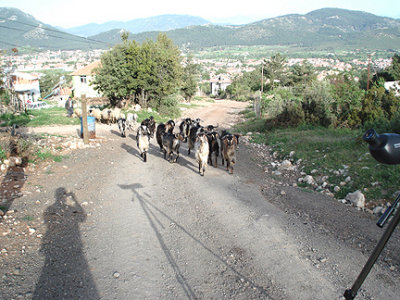 GOAT HERD . OVACIK . TURKEY . 20 / 4 / 2008