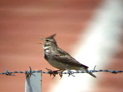 CRESTED LARK . THE ROAD TO SEKI . TURKEY . 20 / 4 / 2008
