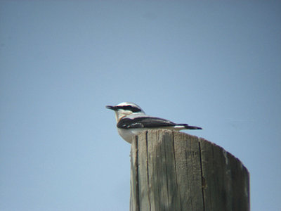 NORTHERN WHEATEAR . THE ROAD TO SEKI . TURKEY . 20 / 4 / 2008