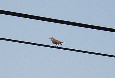 COMMON NIGHTINGALE . THE ROAD TO SEKI . TURKEY . 20 / 4 / 2008