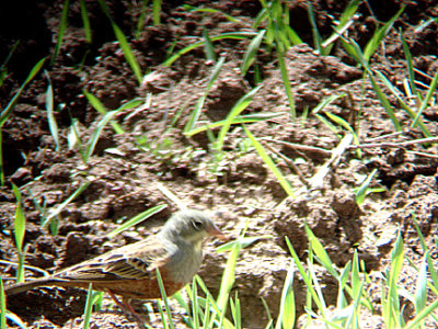 ORTOLAN BUNTING . THE ROAD TO SEKI . TURKEY . 20 / 4 / 2008