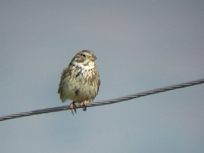 CORN BUNTING . THE ROAD TO SEKI . TURKEY . 20 / 4 / 2008