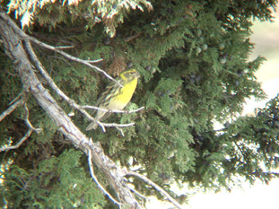 EUROPEAN SERIN . THE GUGU BELI PASS . TURKEY . 20 / 4 / 2008