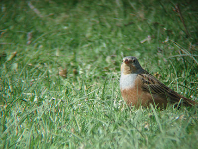 CRETZSCHMARS BUNTING . NEAR SEKI . TURKEY . 20 / 4 / 2008