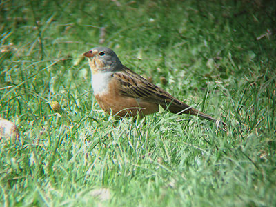 CRETZSCHMARS BUNTING . NEAR SEKI . TURKEY . 20 / 4 / 2008