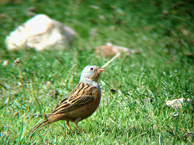 CRETZSCHMARS BUNTING . NEAR SEKI . TURKEY . 20 / 4 / 2008