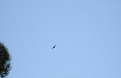 LESSER KESTREL . IZTUSA BEACH AREA . TURKEY . 21 / 4 / 2008