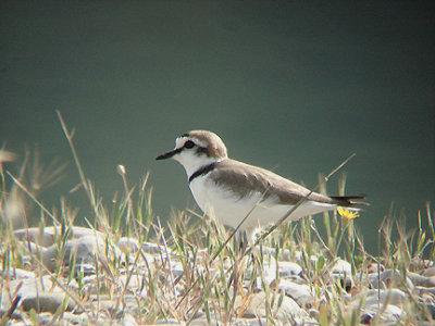 KENTISH PLOVER . IZTUSA BEACH AREA . TURKEY . 21 / 4 / 2008