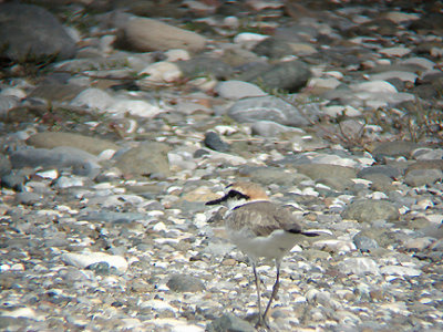 KENTISH PLOVER . IZTUSA BEACH AREA . TURKEY . 21 / 4 / 2008