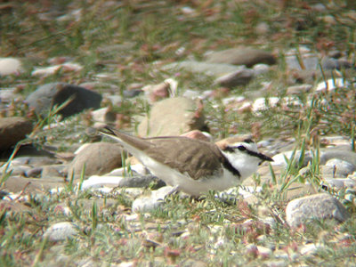 KENTISH PLOVER . IZTUSA BEACH AREA . TURKEY . 21 / 4 / 2008